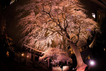 shinjukus摩天大楼点燃樱桃花朵