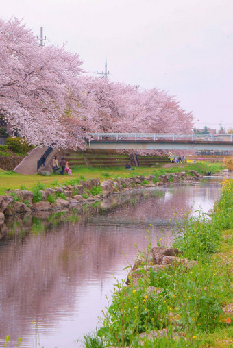 野川东京调布城市包装樱桃花朵