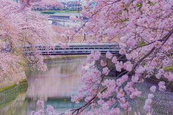 基达桥包装樱桃<strong>花朵</strong>ookawa散步