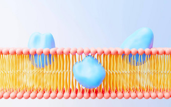 渲染细胞膜<strong>磷脂</strong>双分子层层分子基因表达式核苷酸数据库流体马赛克模型教育人类基因等离子体膜结构