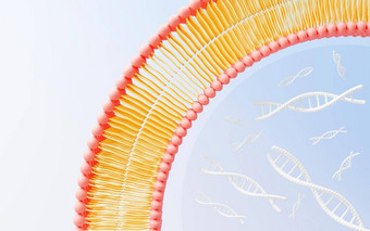 渲染细胞膜<strong>磷脂</strong>双分子层层分子基因表达式核苷酸数据库流体马赛克模型教育人类基因等离子体膜结构