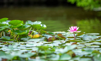 水莉莉莲花花池塘湖盛开的花