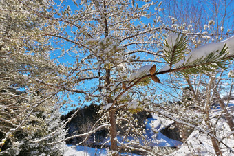 美丽的冬天景观常绿松柏科的树覆盖雪阳光明媚的蓝色的天空一天