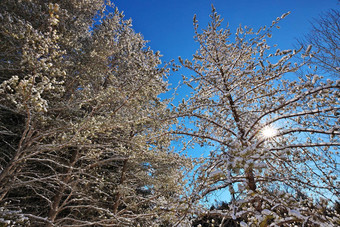 美丽的冬天景观常绿<strong>松柏</strong>科的树覆盖雪阳光明媚的蓝色的天空一天