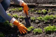 种植芹菜幼苗温室有机培养绿色园艺