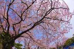 樱花图像横滨takahatama