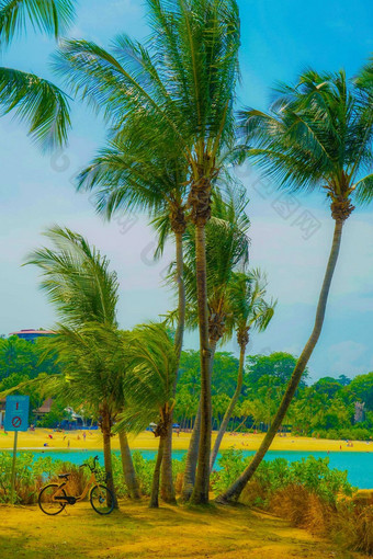 新加坡sentosa岛棕榈树