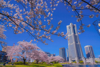 城市完整的布鲁姆城市横滨minato,