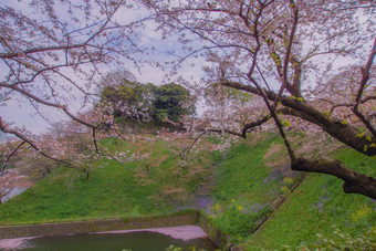 图像樱桃<strong>花朵</strong>chidorigafuchi