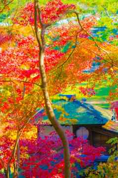 生动的秋天叶子日本房子