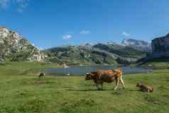牛小腿放牧湖泊科瓦东加西班牙