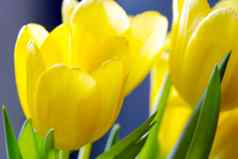 美丽的黄色的花束郁金香春天祝贺你假期