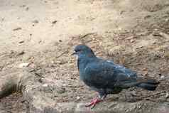 特写镜头美丽的蓝色的鸽子象征和平