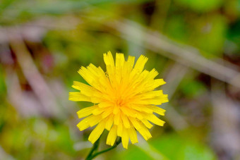 特写镜头<strong>黄色</strong>的开花蒲公英<strong>花草</strong>地