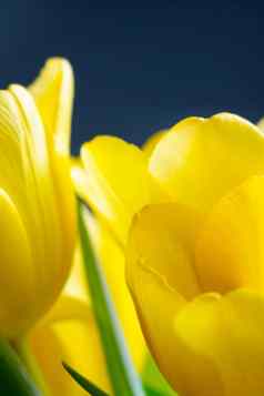 美丽的盛开的黄色的郁金香春天春天节日