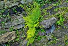 绿色年轻的蕨类植物生长石头岩石