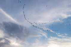 群鸟飞行南多云的天空