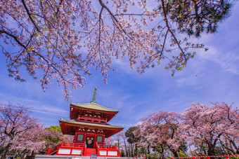 春天樱桃花朵高玉横滨城市