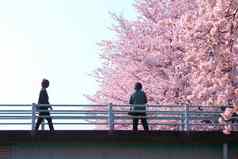 樱桃桥
