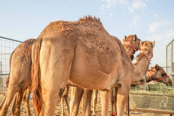 阿拉伯沙漠骆驼曼联阿拉伯阿联酋航空公司