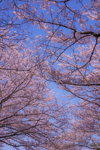 樱桃<strong>花朵</strong>完整的布鲁姆makimoku摩托车横滨城市