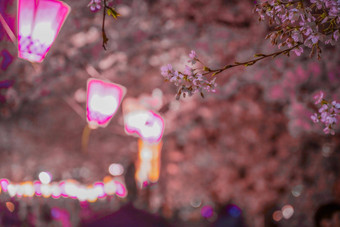 图像晚上樱桃花朵日本灯笼