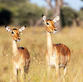 莱基皮亚肯尼亚野生动物图片