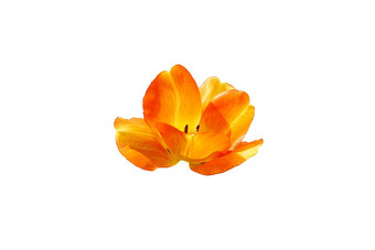 明亮的橙色神奇的剑兰花孤立的白色背景