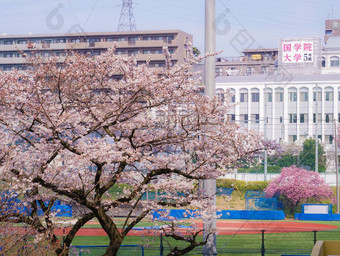 樱桃<strong>花朵</strong>布鲁姆