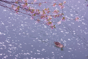 樱花游泳河樱桃花朵