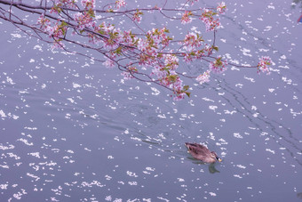 樱花游泳河樱桃<strong>花朵</strong>