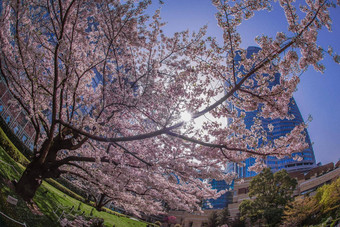 穿梭樱桃花朵六本木山