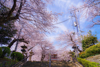 樱桃<strong>花朵</strong>完整的布鲁姆池上洪曼寺庙