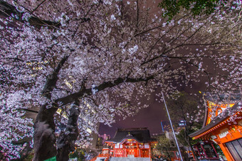 meisei樱桃花朵花花园神社