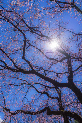 支樱桃花朵太阳天空天空