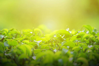 自然绿色叶花园夏天自然绿色叶子植物春天背景封面页面环境生态绿色植物壁纸