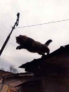 猫跳车库屋顶