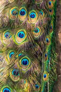 色彩斑斓的模式成千上万的人美丽的鸟异国情调的鸟垂直图像色彩斑斓的羽毛模式孔雀尾巴细节