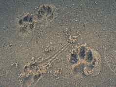 足迹动物打印海滩沙子