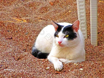 猫谎言沙子咖啡馆黑山共和国鄙视黑色的白色猫黄绿色眼睛说谎沙子塑料表格腿