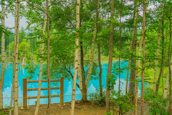 蓝色的池塘美瑛町北海道