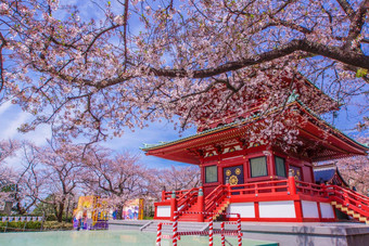 春天樱桃花朵高玉横滨城市