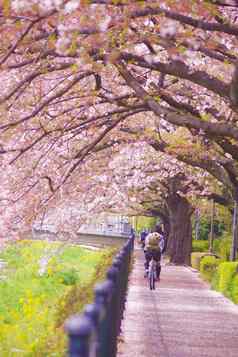 运行人行道上樱桃花朵自行车