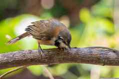 图像较小的民族Laughingthrushgarrulax莫尼格树分支自然背景鸟动物
