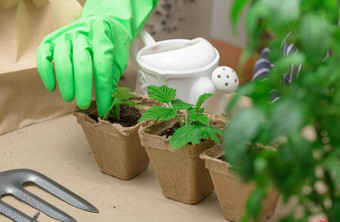 女人绿色手套生长植物纸杯植物日益增长的首页