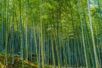 竹子森林《京都议定书》岚山