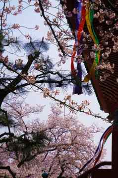 樱花图像横滨takahatama