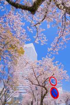 城市完整的布鲁姆城市横滨minato,