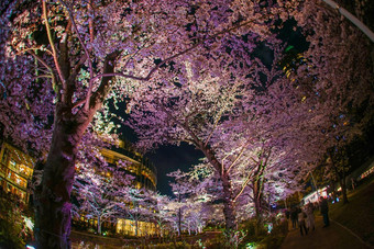 晚上樱桃花朵东京中城柏公园