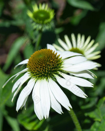 松果<strong>菊</strong>紫锥<strong>菊</strong>紫竹